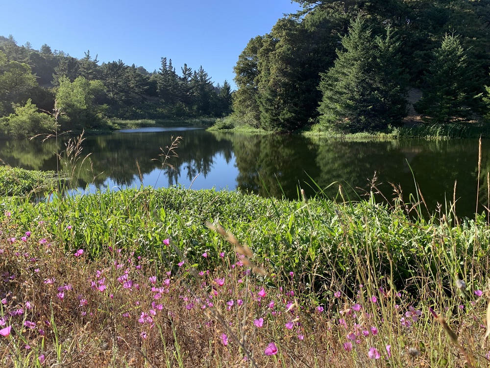 Horseshoe Lake at Skyline Ridge Open Space Preserve has plenty of places where you can rest and enjoy the view. (Photo courtesy Brian Malone/Midpen)