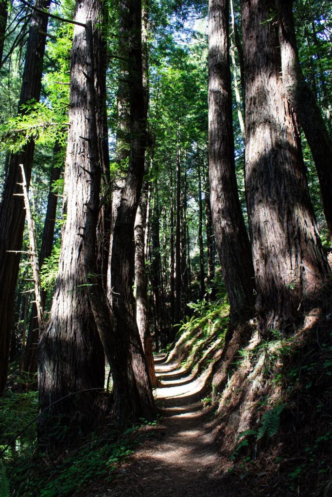The Craig Britton Trail takes visitors through the Purisima Creek Redwoods Open Space Preserve. (Photo courtesy Dawn and Dan Page)