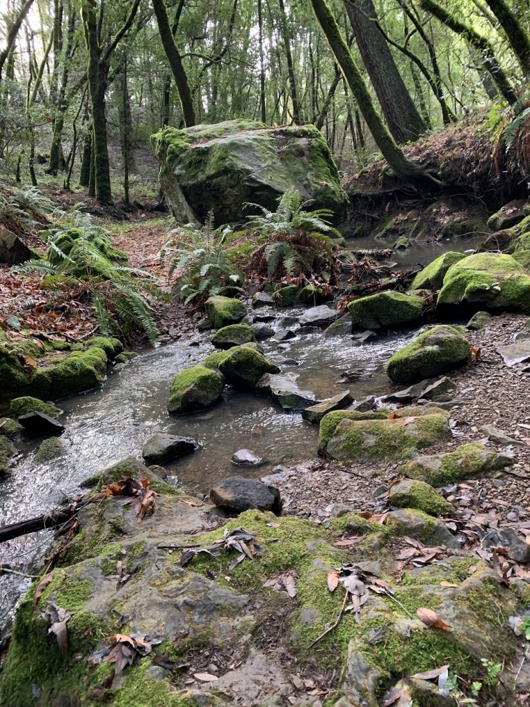 Peter’s Creek at Long Ridge Open Space Preserve goes through creek, grassland and forest ecosystems. (Photo courtesy Marti Tedesco)