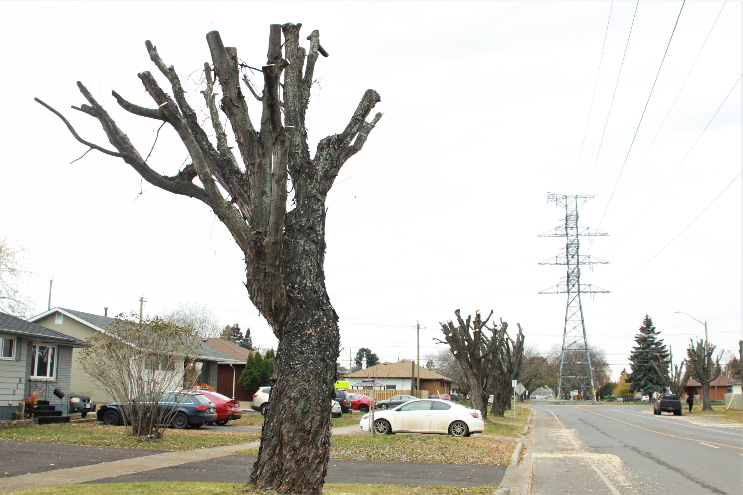 Tree services company fined $72,500 after employee died on the job ...