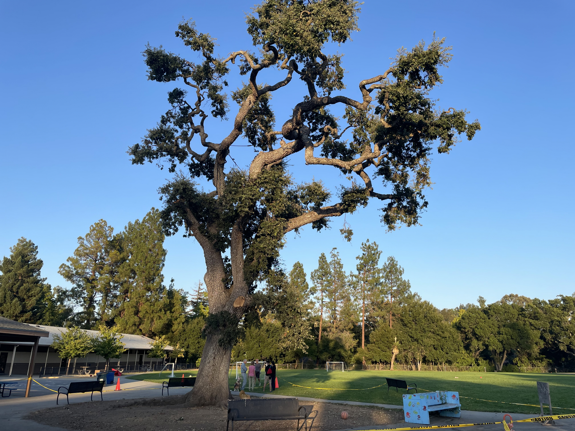 Knoll Tree After a branch falls in the night, Oak Knoll Elementary School prepares ...