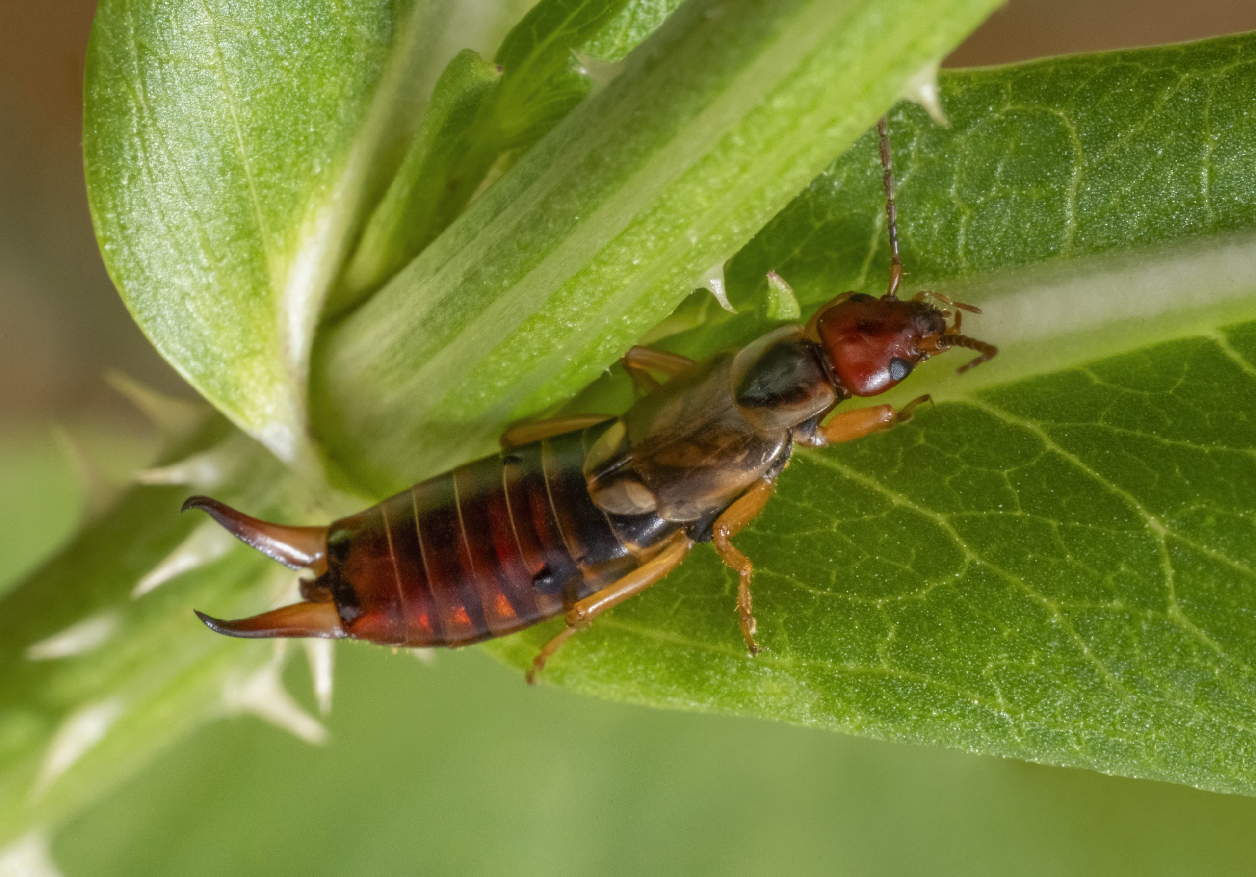 Ask a Master Gardener: Are earwigs harmful to your garden? - Redwood ...